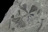 Fossil Flora (Macroneuropteris? & Annularia) Plate - Kentucky #138531-1
